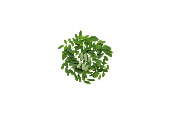 GLEDICZJA TRÓJCIERNIOWA